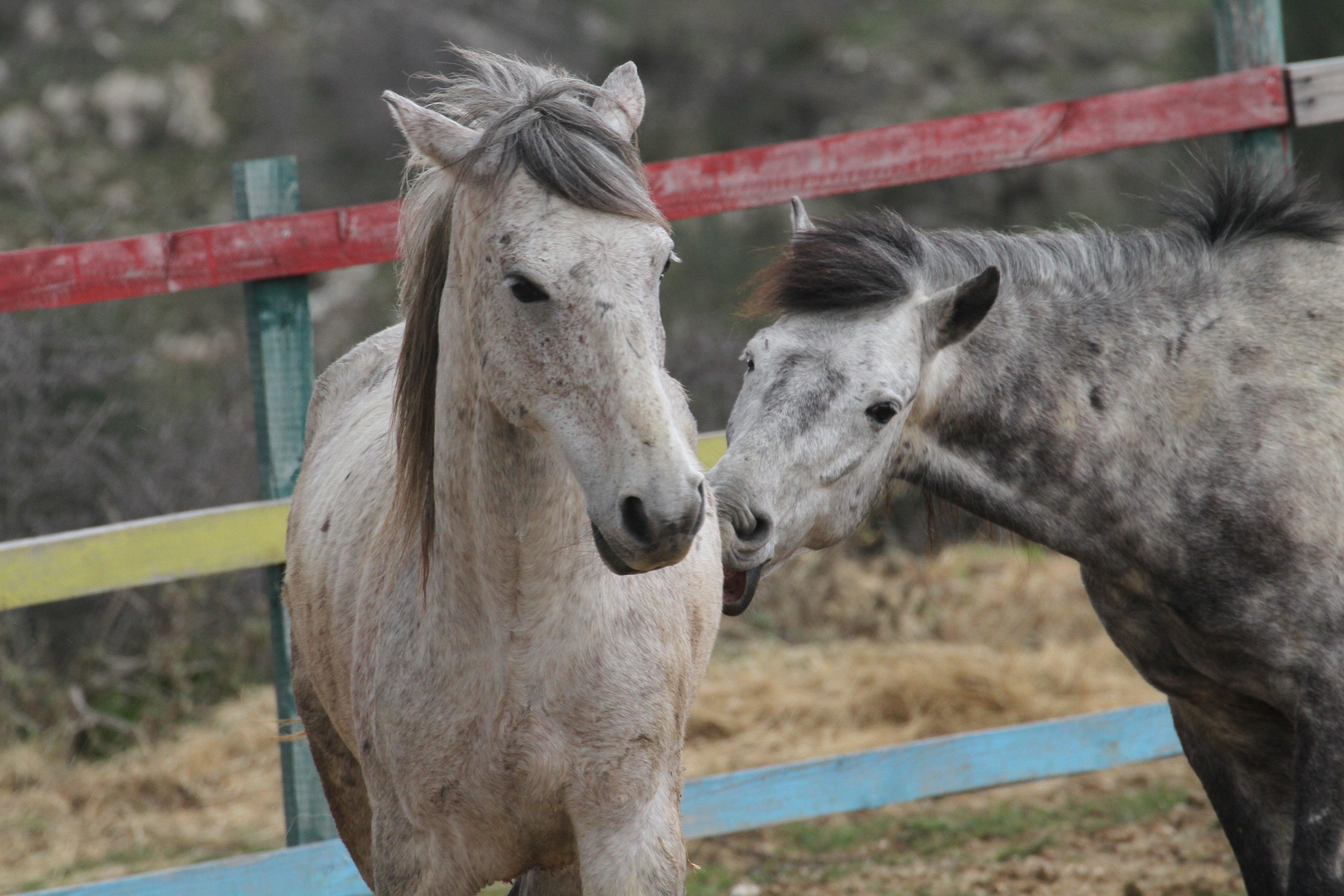 Following Zagoria Pathways - horseXperiences™ GO EQUESTRIAN