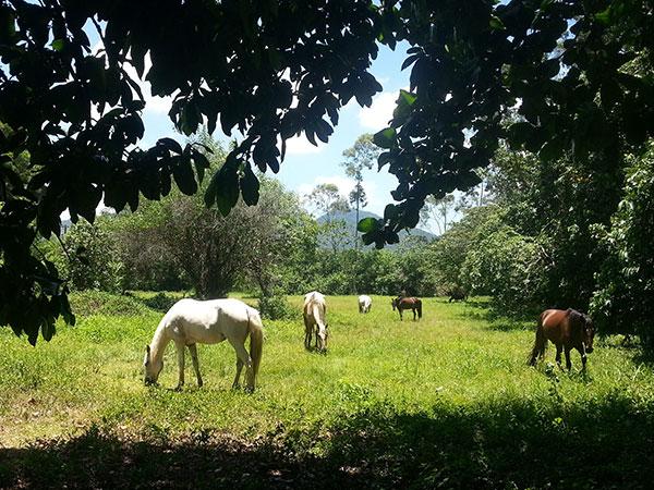Ride & Relax in Rio - horseXperiences™ GO EQUESTRIAN