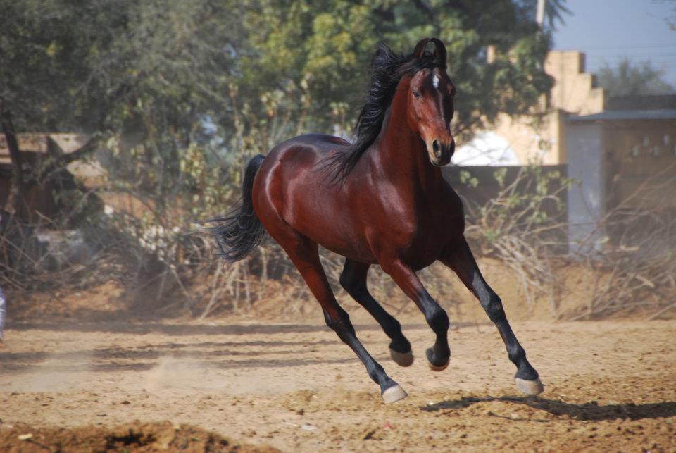 Pushkar Fair Tale - horseXperiences™ GO EQUESTRIAN