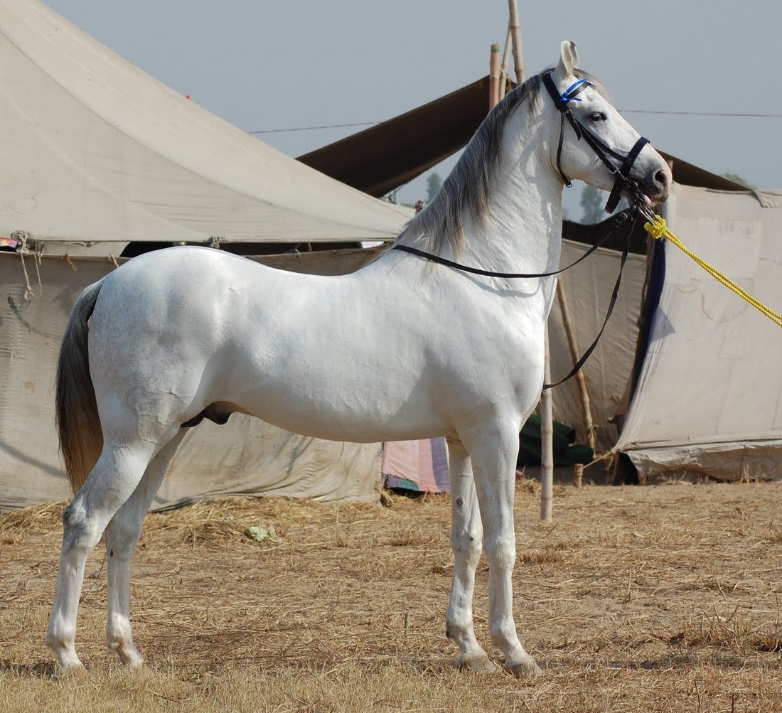 The Great Himalaya - horseXperiences™ GO EQUESTRIAN