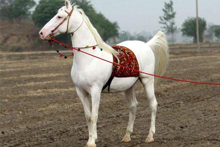 Regal Horse Riding with Taj Mahal - horseXperiences™ GO EQUESTRIAN
