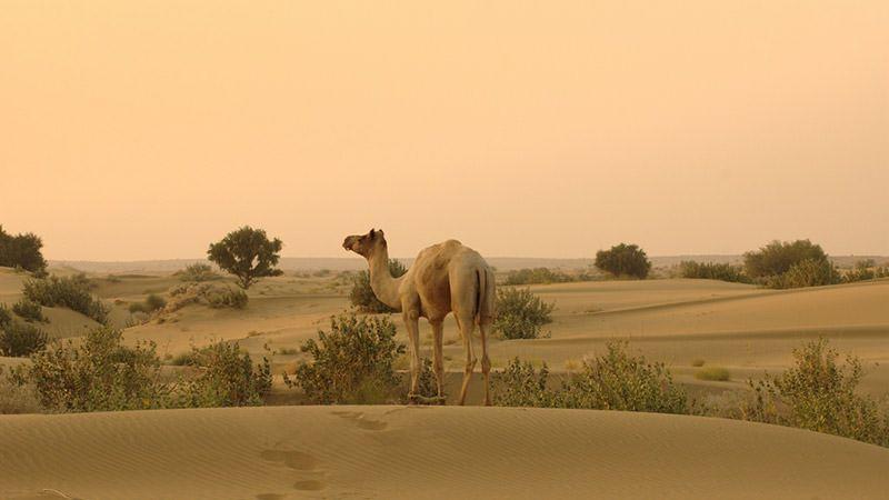 The Great Indian Desert - horseXperiences™ GO EQUESTRIAN