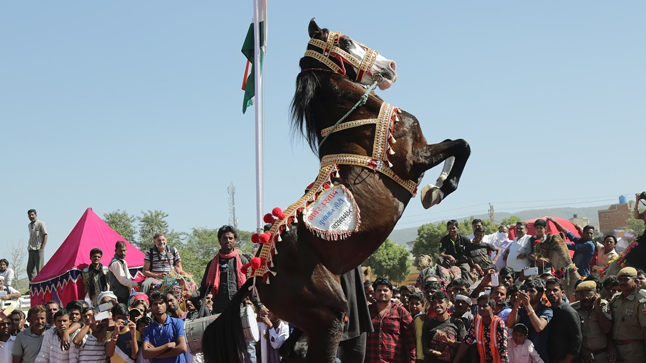 Pushkar Fair Tale - horseXperiences™ GO EQUESTRIAN