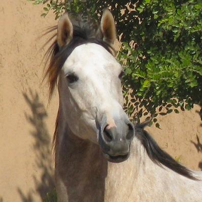 Untouched Morocco - horseXperiences™ GO EQUESTRIAN