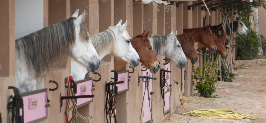 Untouched Morocco - horseXperiences™ GO EQUESTRIAN