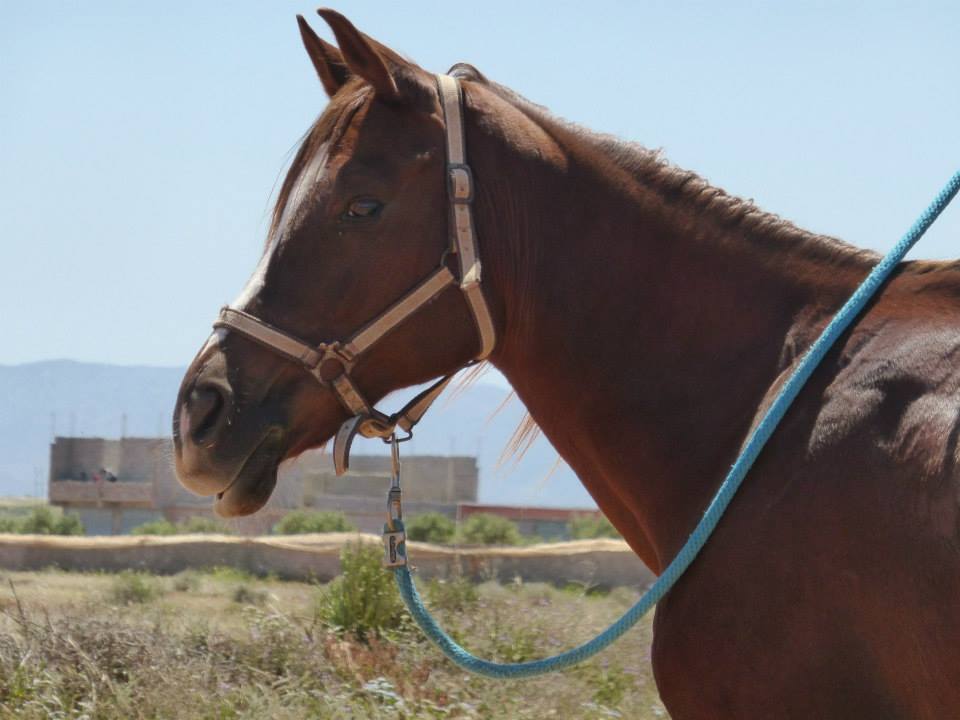 Moroccan In & Out - horseXperiences™ GO EQUESTRIAN