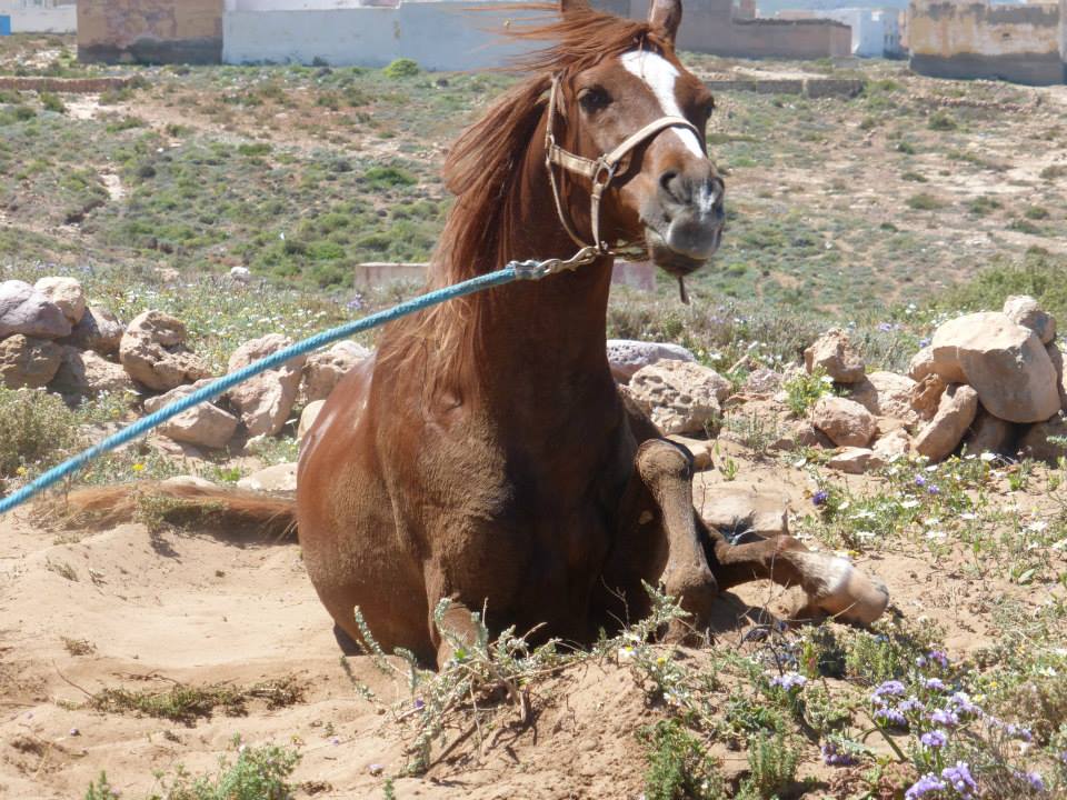 Moroccan In & Out - horseXperiences™ GO EQUESTRIAN