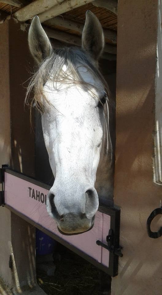 Moroccan In & Out - horseXperiences™ GO EQUESTRIAN