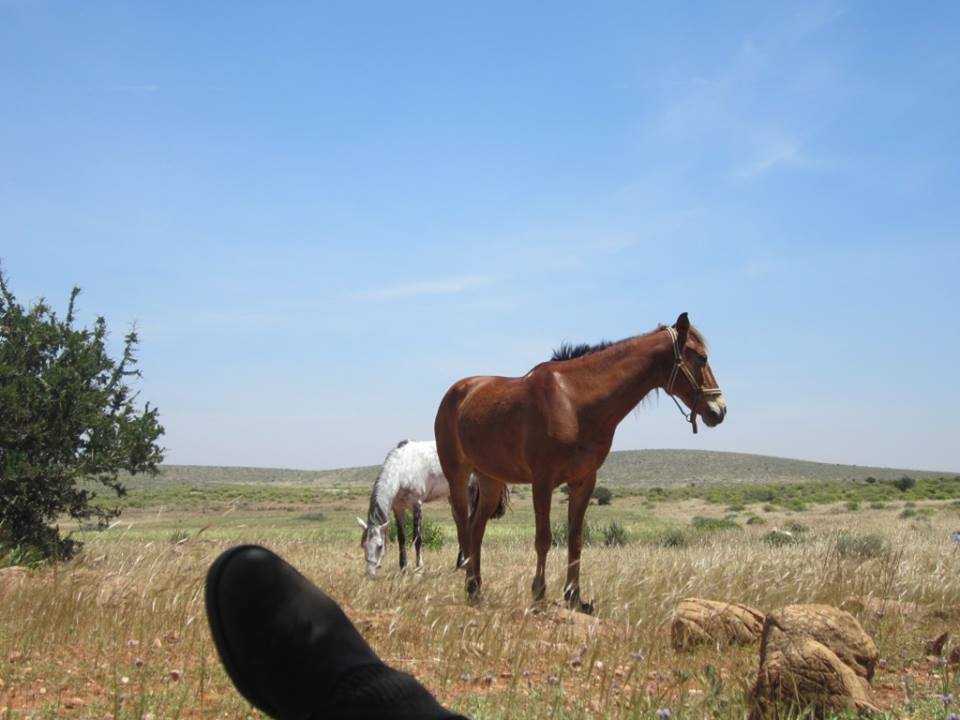 Moroccan In & Out - horseXperiences™ GO EQUESTRIAN