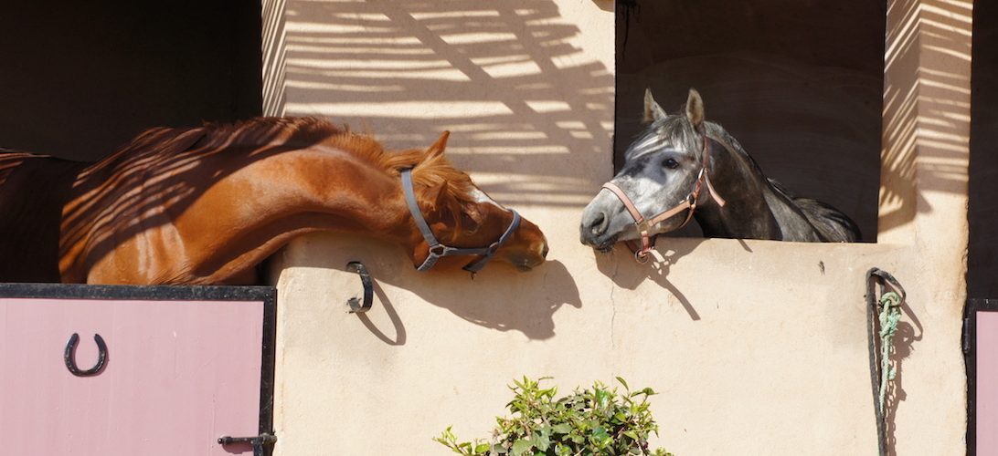 Moroccan In & Out - horseXperiences™ GO EQUESTRIAN