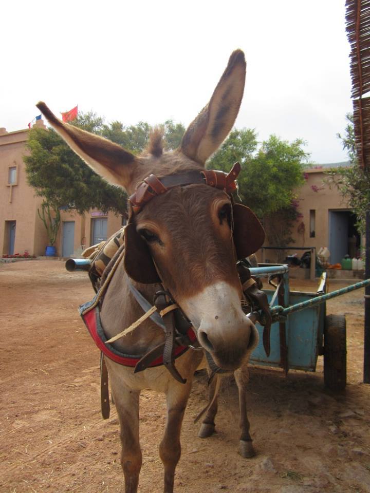 Moroccan In & Out - horseXperiences™ GO EQUESTRIAN