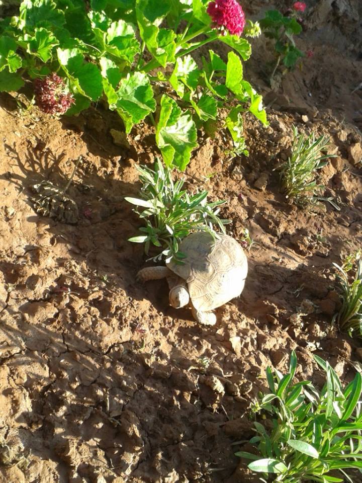 Moroccan In & Out - horseXperiences™ GO EQUESTRIAN