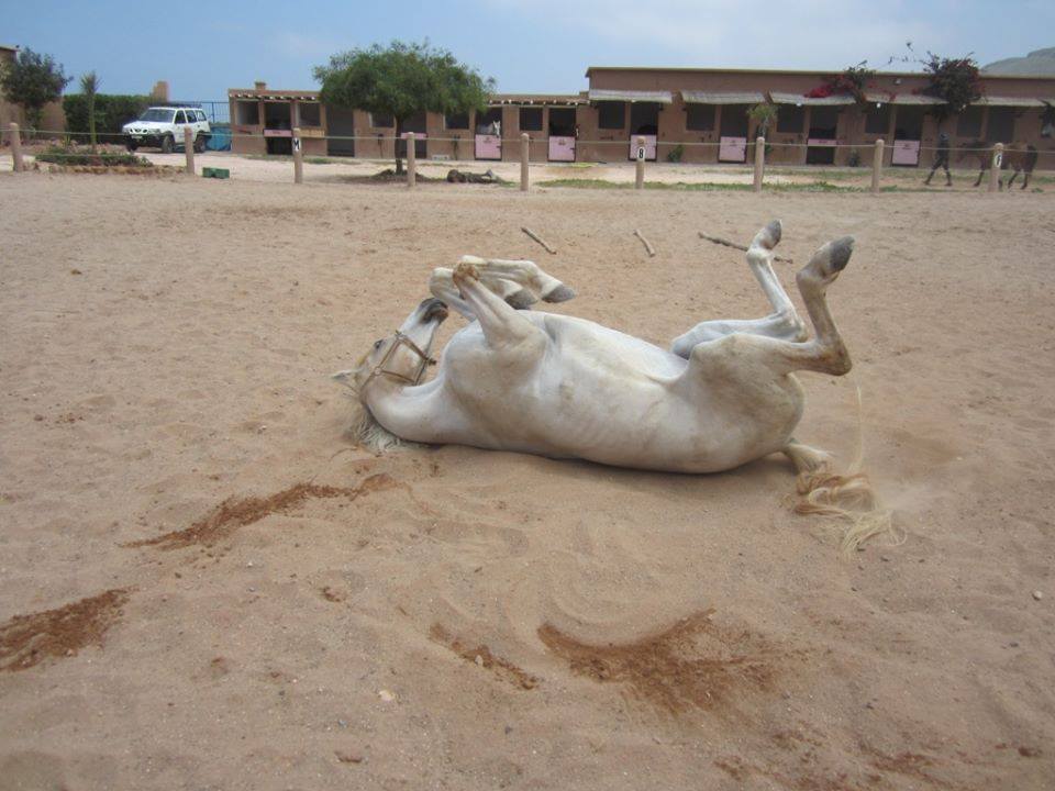 Moroccan In & Out - horseXperiences™ GO EQUESTRIAN