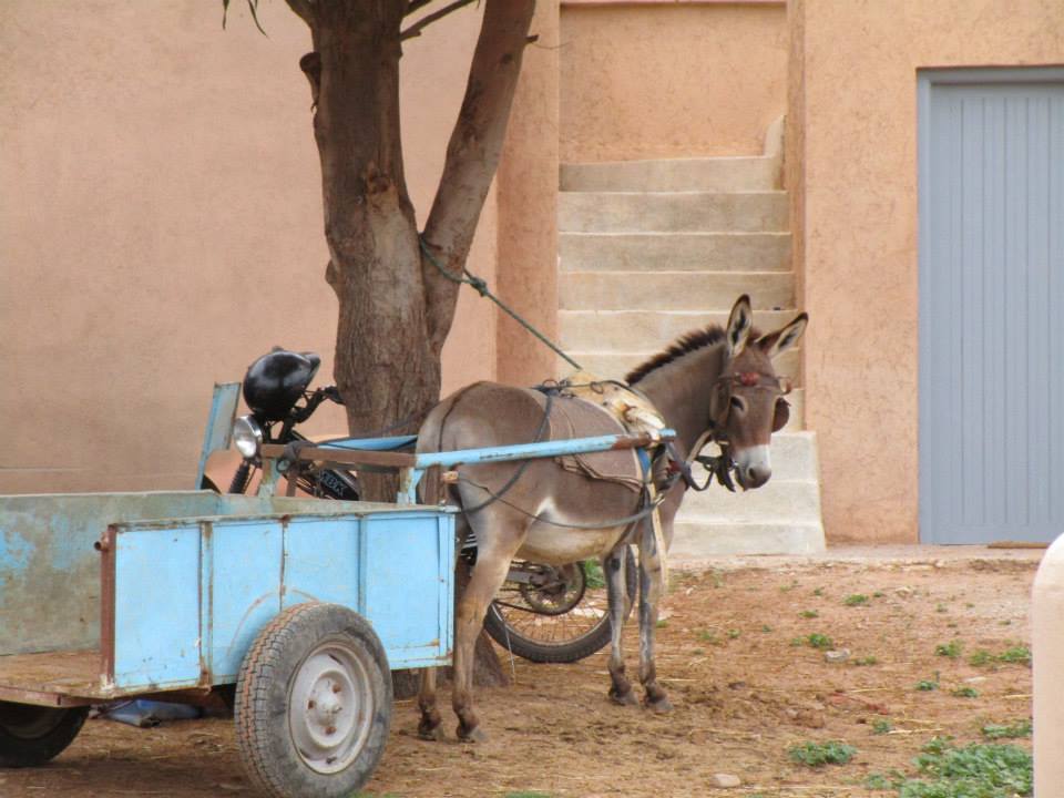 Moroccan In & Out - horseXperiences™ GO EQUESTRIAN