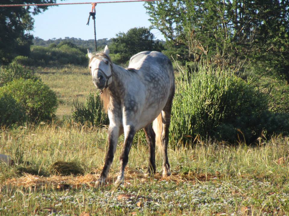 Moroccan In & Out - horseXperiences™ GO EQUESTRIAN