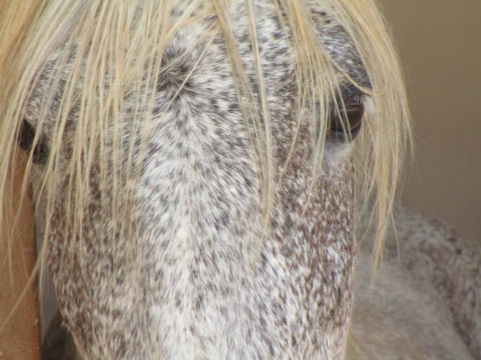 Moroccan In & Out - horseXperiences™ GO EQUESTRIAN