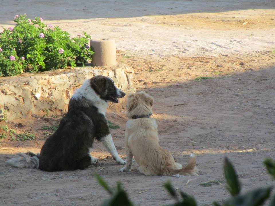 Moroccan In & Out - horseXperiences™ GO EQUESTRIAN