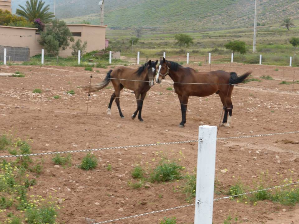 Moroccan In & Out - horseXperiences™ GO EQUESTRIAN