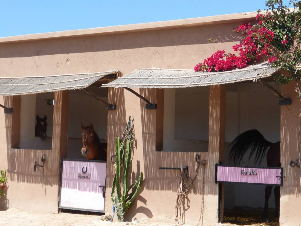Moroccan In & Out - horseXperiences™ GO EQUESTRIAN