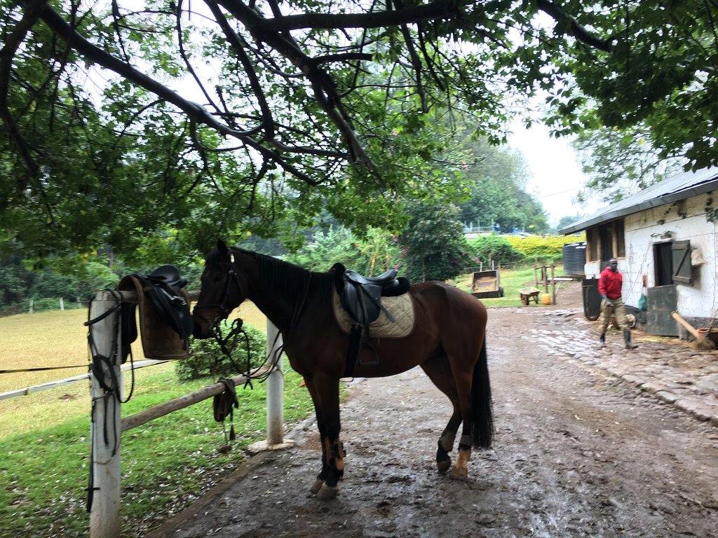 Nairobi Forests & Trails - horseXperiences™ GO EQUESTRIAN