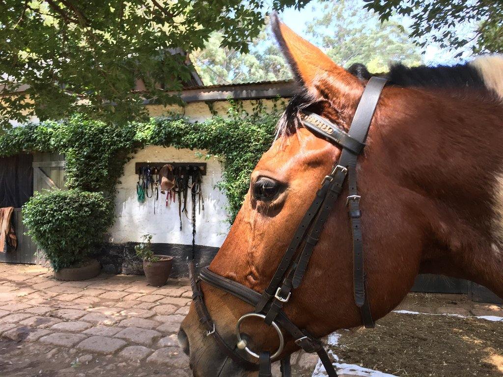 Nairobi Forests & Trails - horseXperiences™ GO EQUESTRIAN