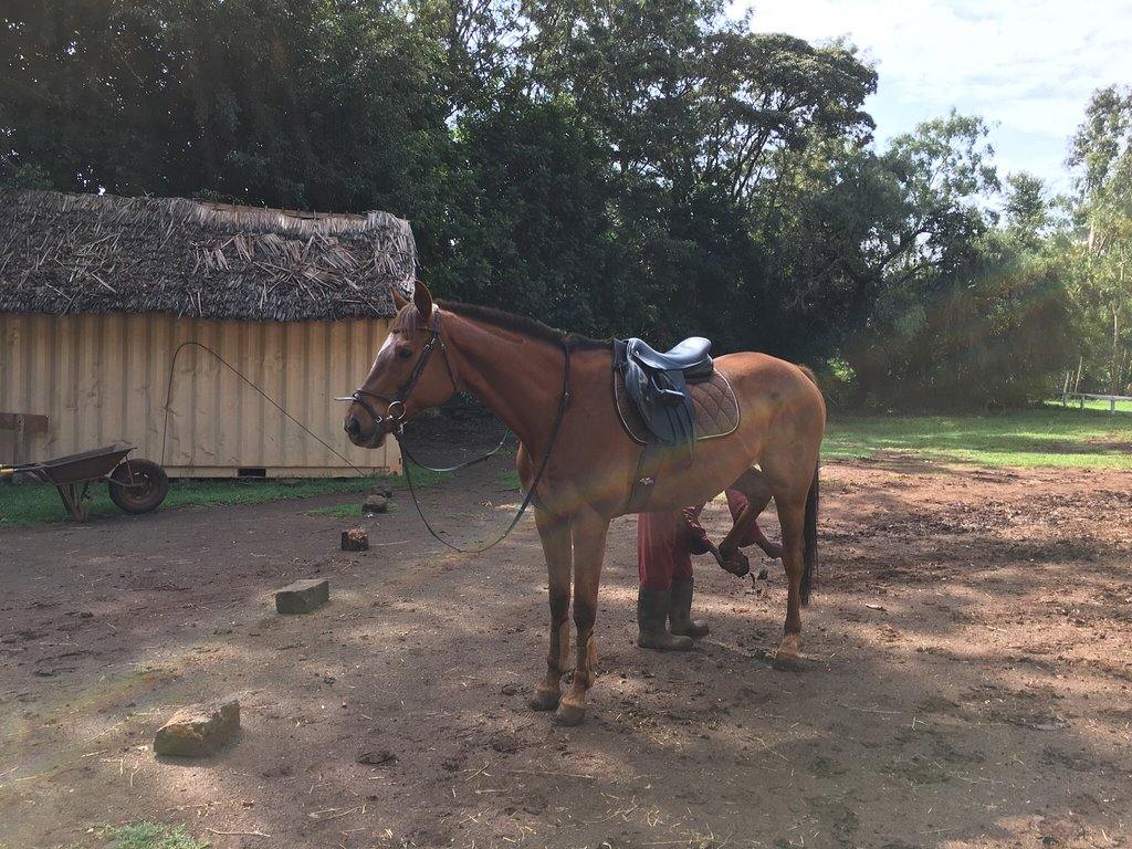 Nairobi Forests & Trails - horseXperiences™ GO EQUESTRIAN