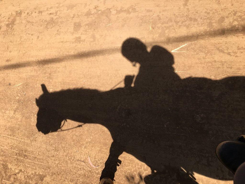 Nairobi Forests & Trails - horseXperiences™ GO EQUESTRIAN