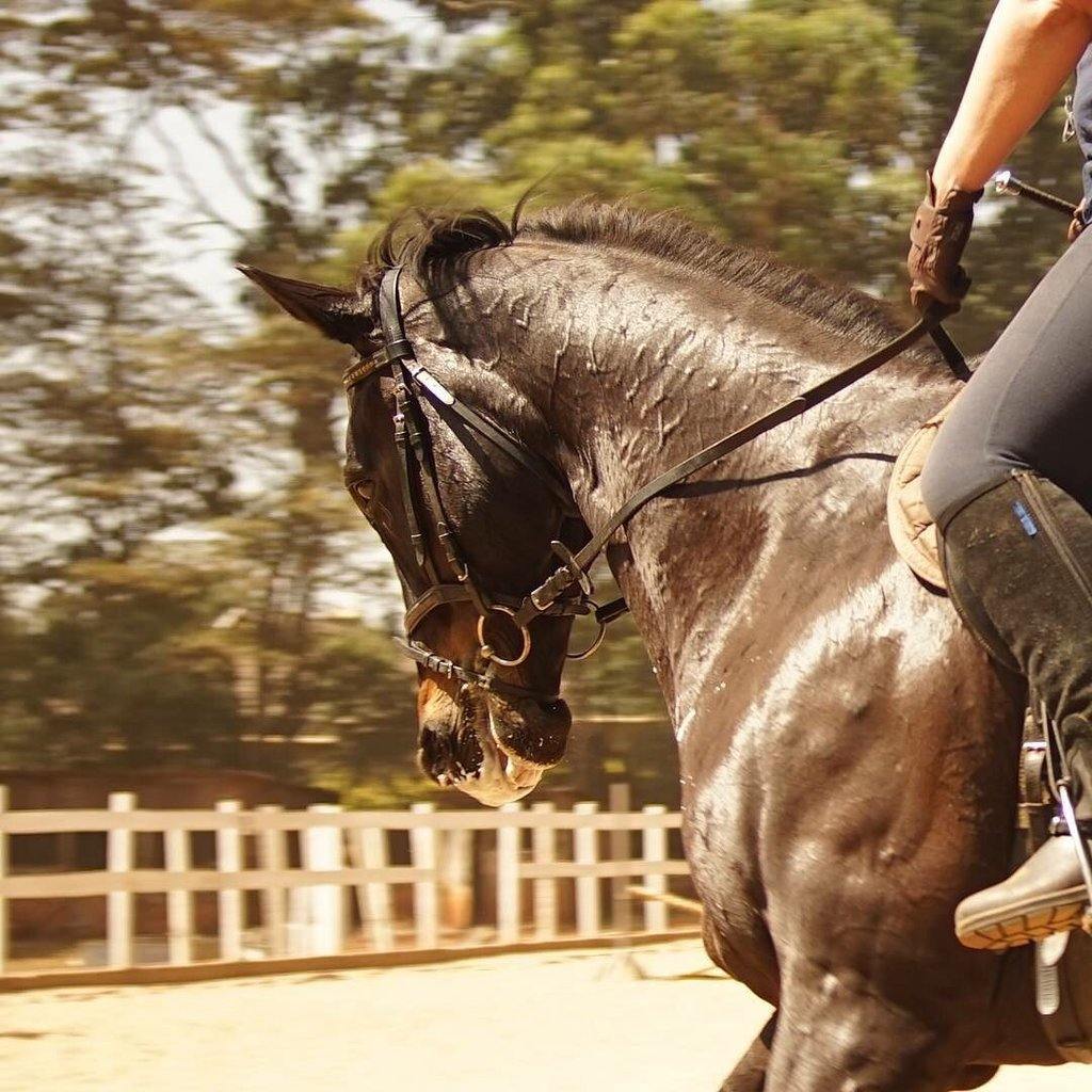 Nairobi Forests & Trails - horseXperiences™ GO EQUESTRIAN