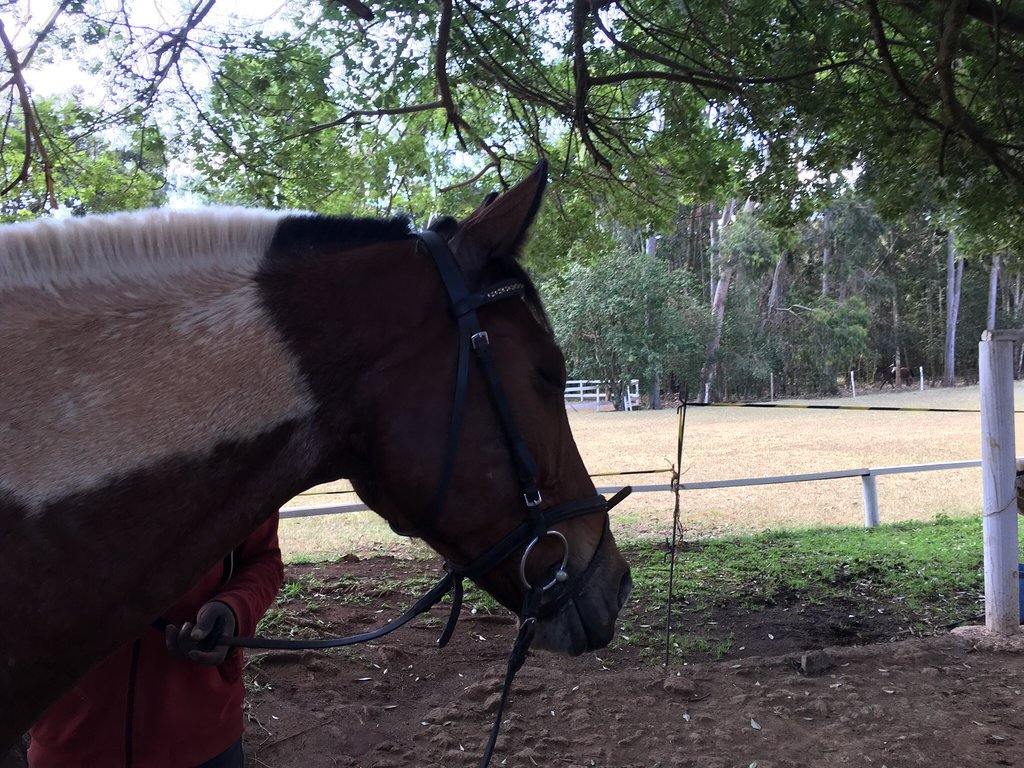 Nairobi Forests & Trails - horseXperiences™ GO EQUESTRIAN