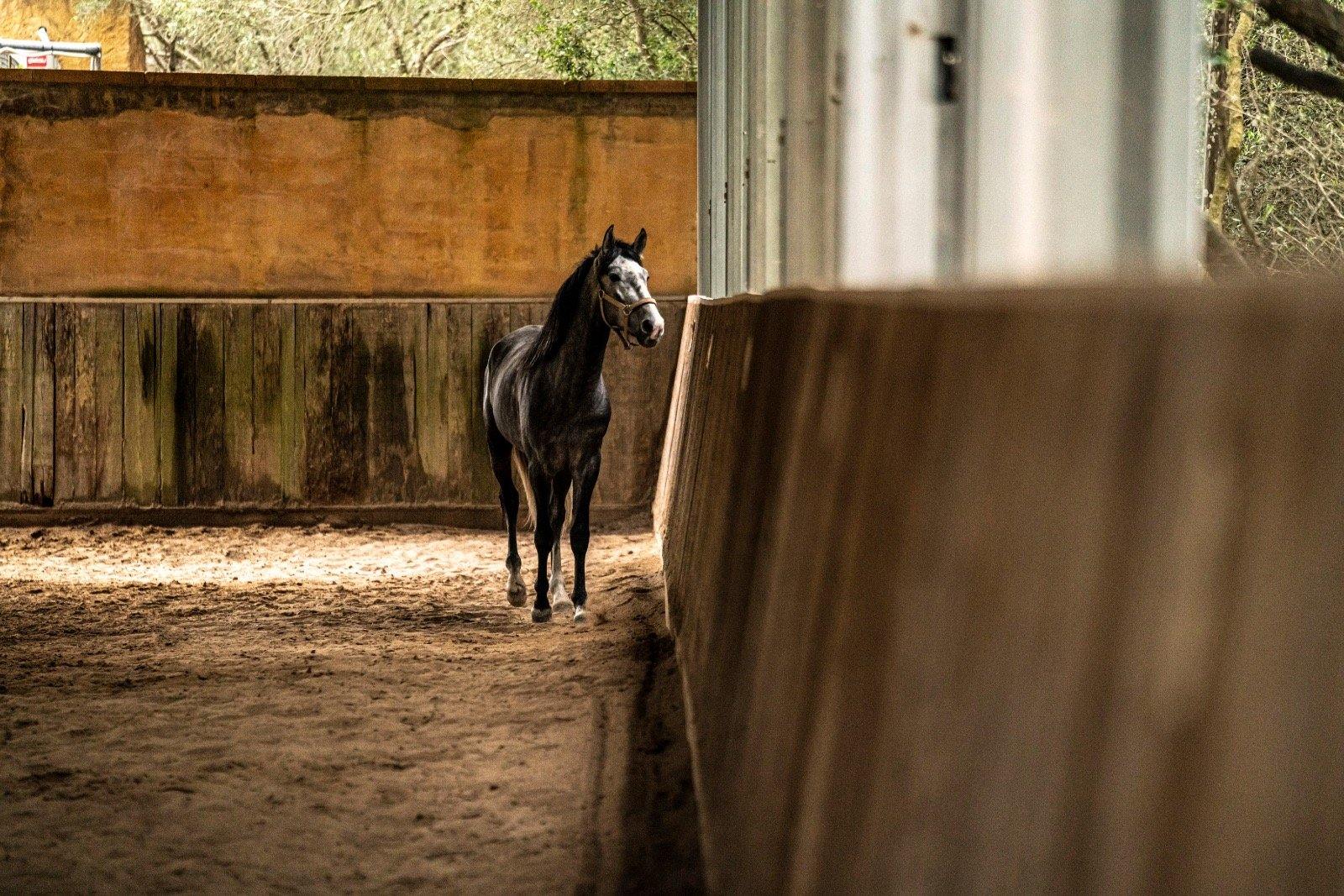 Spanish Dream - horseXperiences™ GO EQUESTRIAN