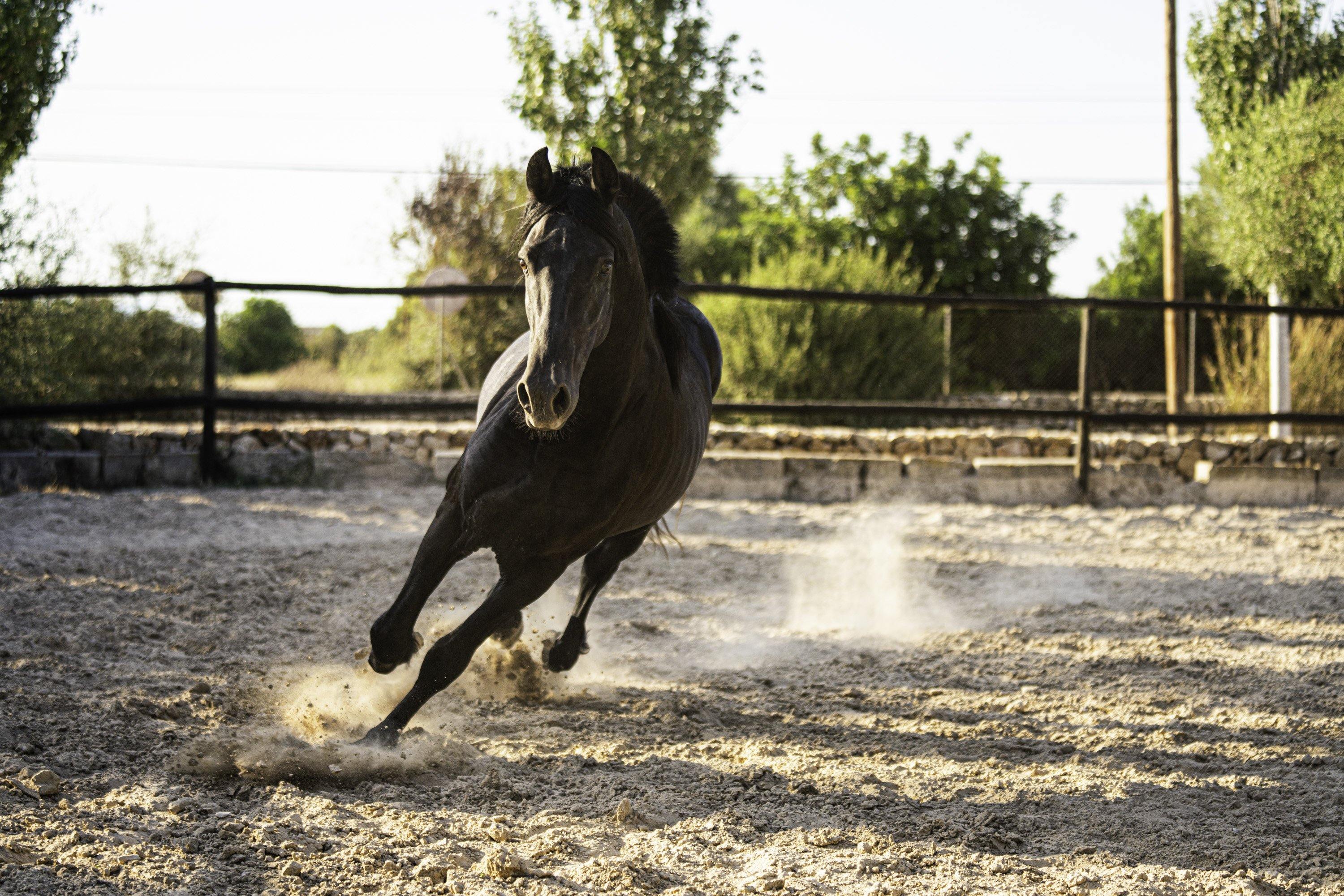 Spanish Dream - horseXperiences™ GO EQUESTRIAN