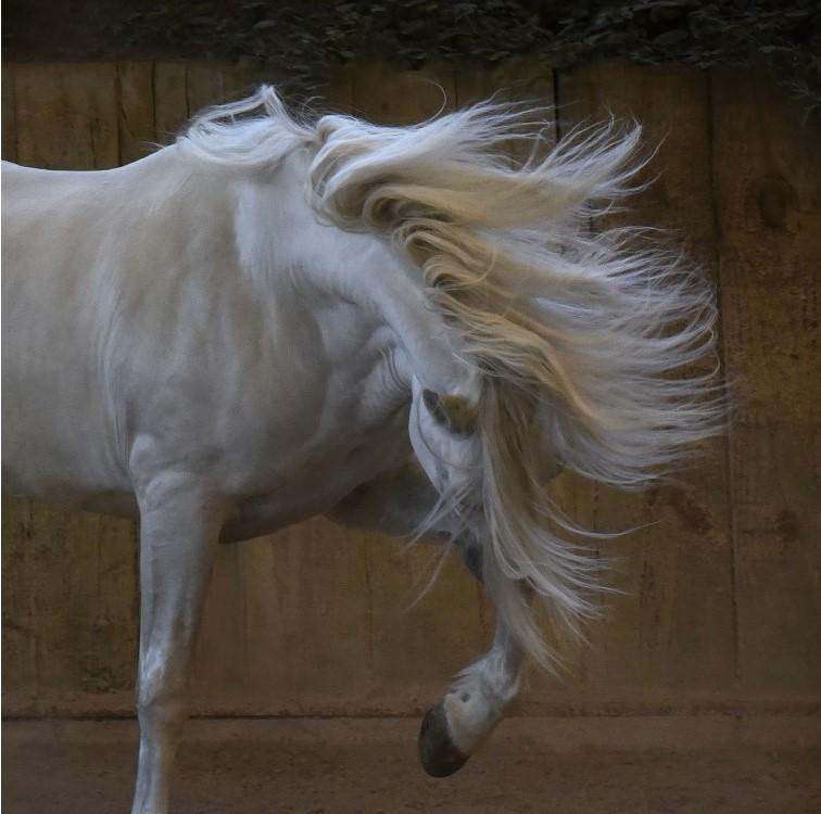 Spanish Dream - horseXperiences™ GO EQUESTRIAN