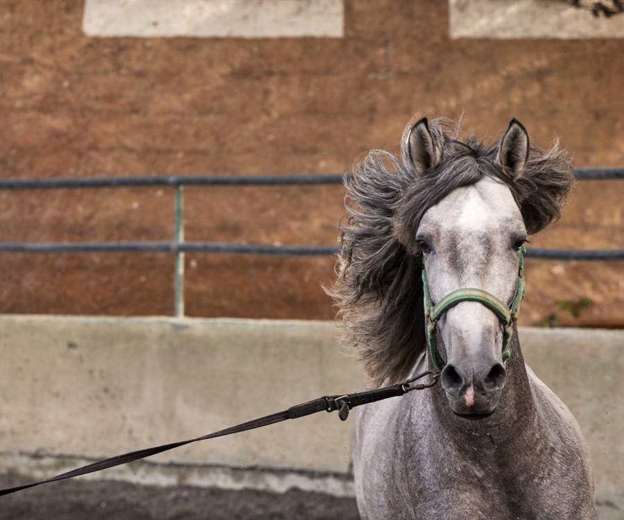 Spanish Dream - horseXperiences™ GO EQUESTRIAN