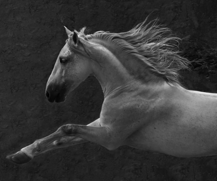 Spanish Dream - horseXperiences™ GO EQUESTRIAN