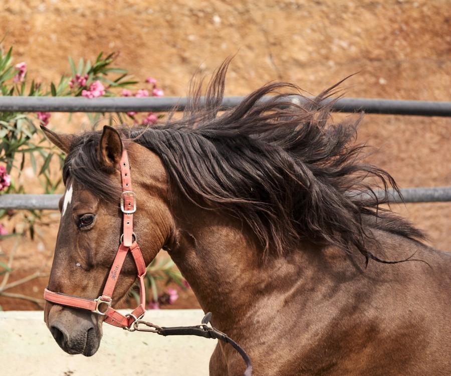 Spanish Dream - horseXperiences™ GO EQUESTRIAN