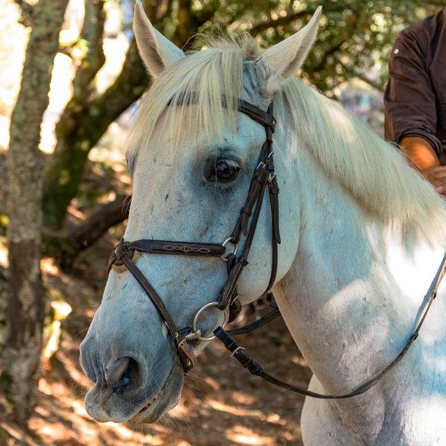 Porto Invictus Trails - horseXperiences™ GO EQUESTRIAN