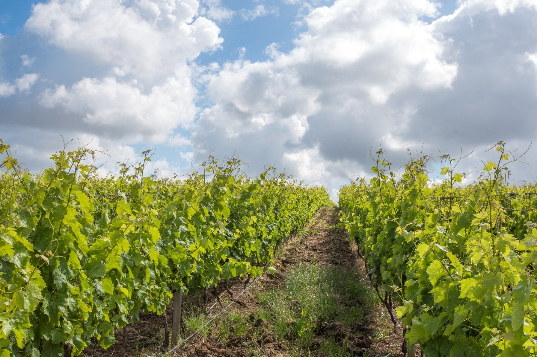 Portugal's Finest - horseXperiences™ GO EQUESTRIAN