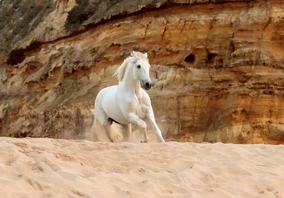 Lusitano Xperience - horseXperiences™ GO EQUESTRIAN