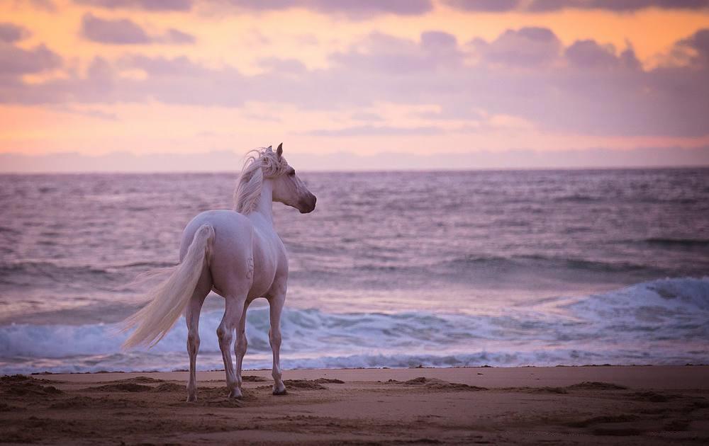 Lusitano Xperience - horseXperiences™ GO EQUESTRIAN