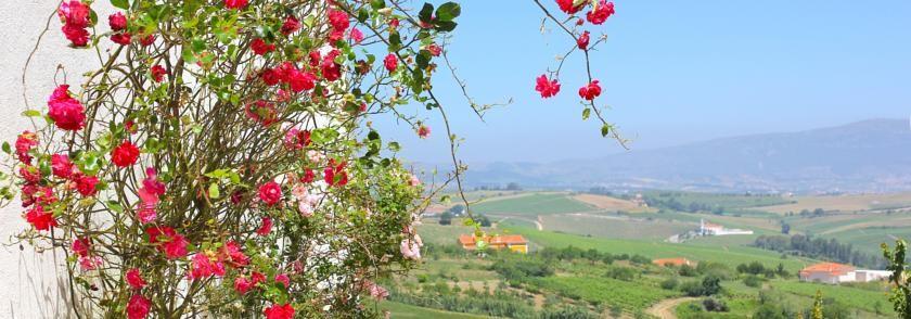 Lusitano Xperience - horseXperiences™ GO EQUESTRIAN