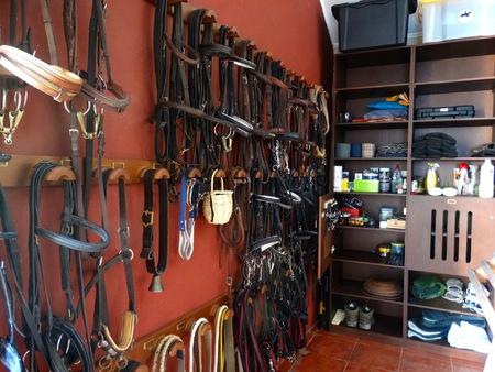 Lusitano Xperience - horseXperiences™ GO EQUESTRIAN