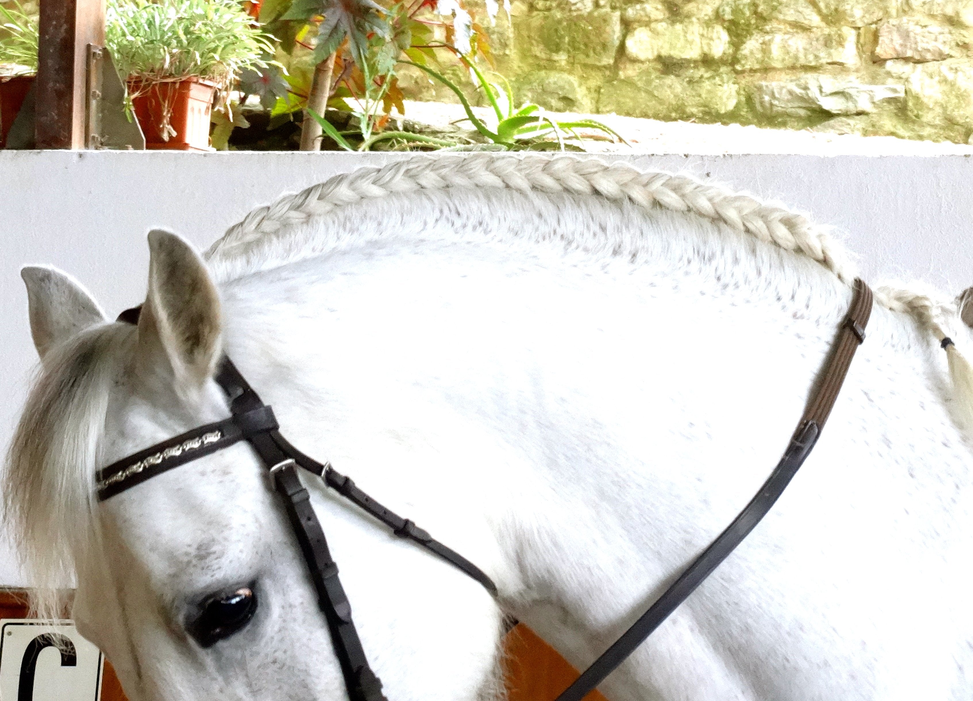 Lusitano Xperience - horseXperiences™ GO EQUESTRIAN