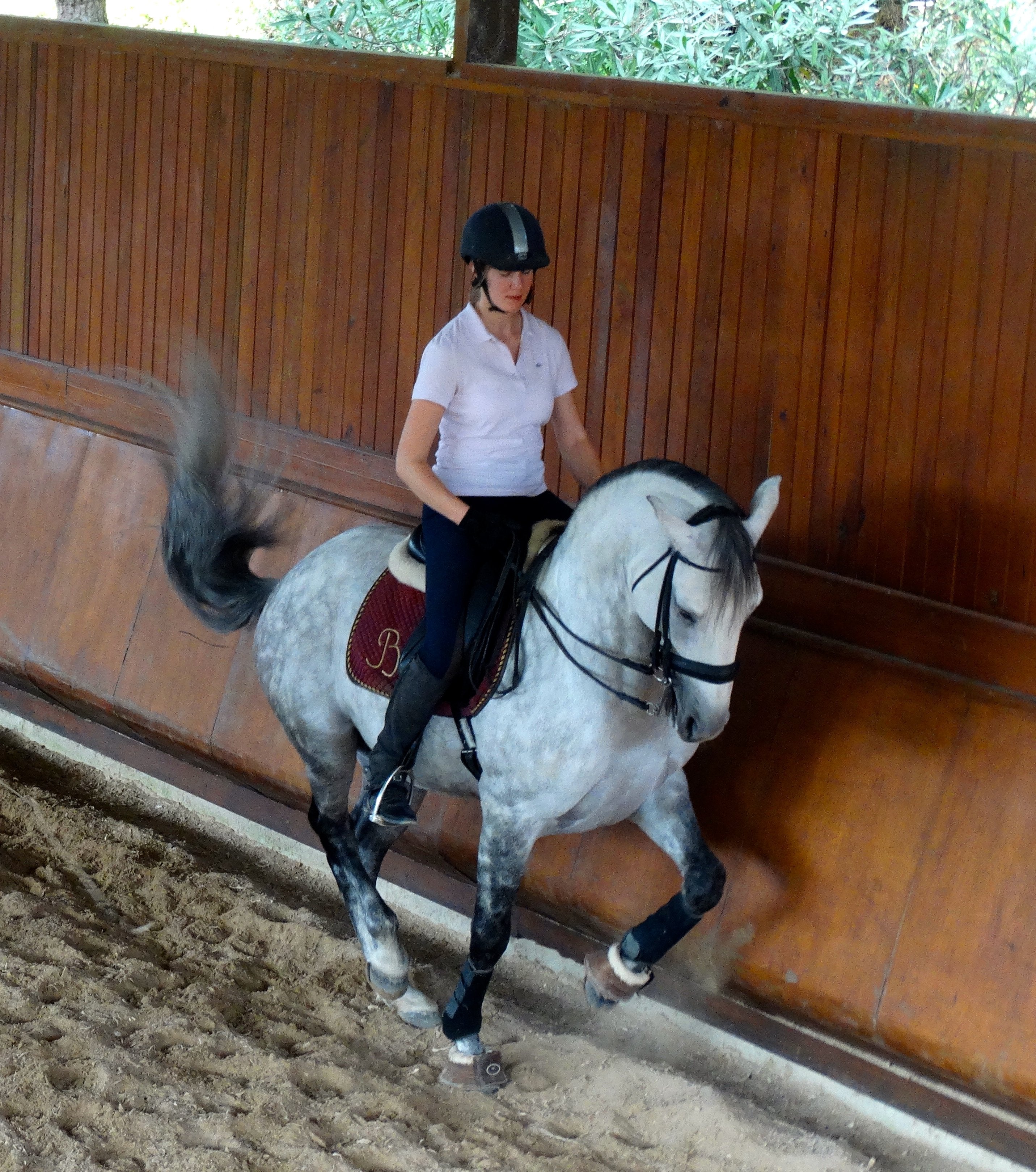 Lusitano Xperience - horseXperiences™ GO EQUESTRIAN