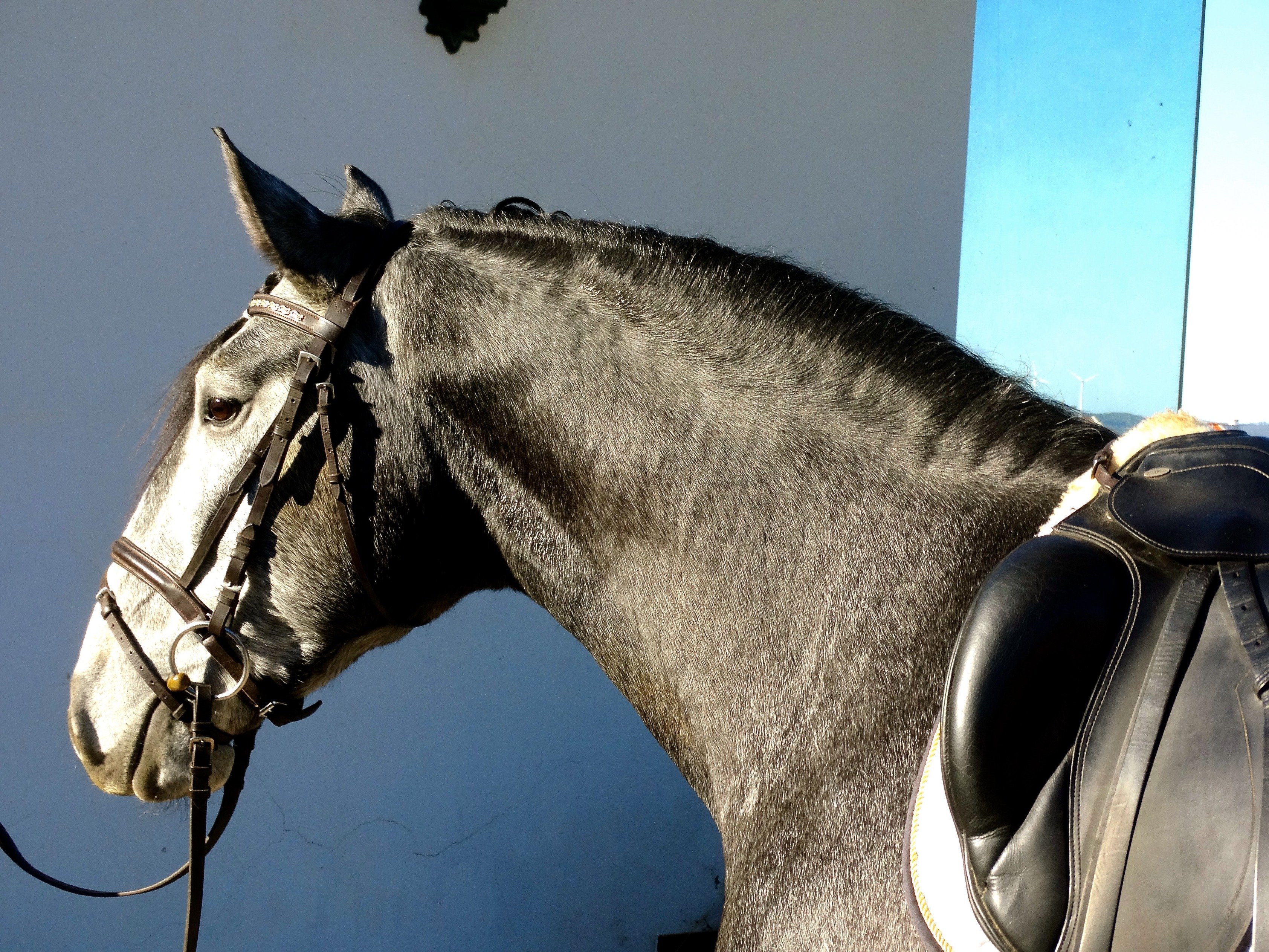 Lusitano Xperience - horseXperiences™ GO EQUESTRIAN
