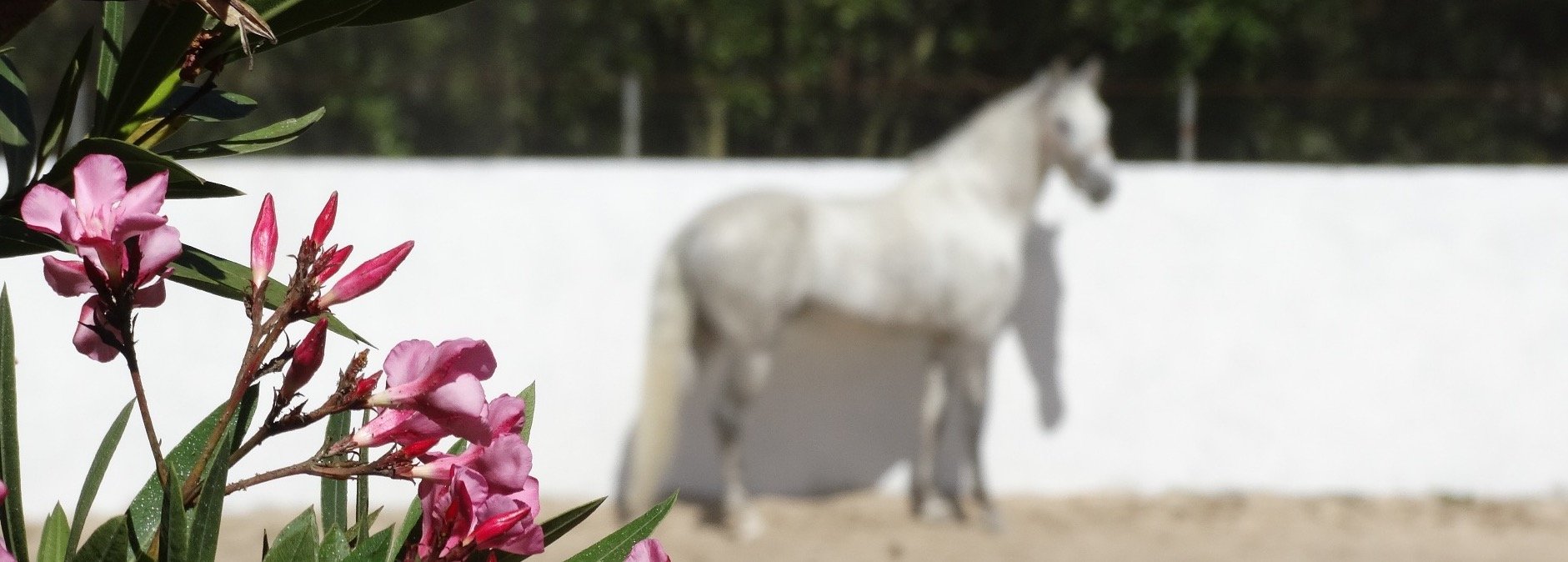 Lusitano Xperience - horseXperiences™ GO EQUESTRIAN