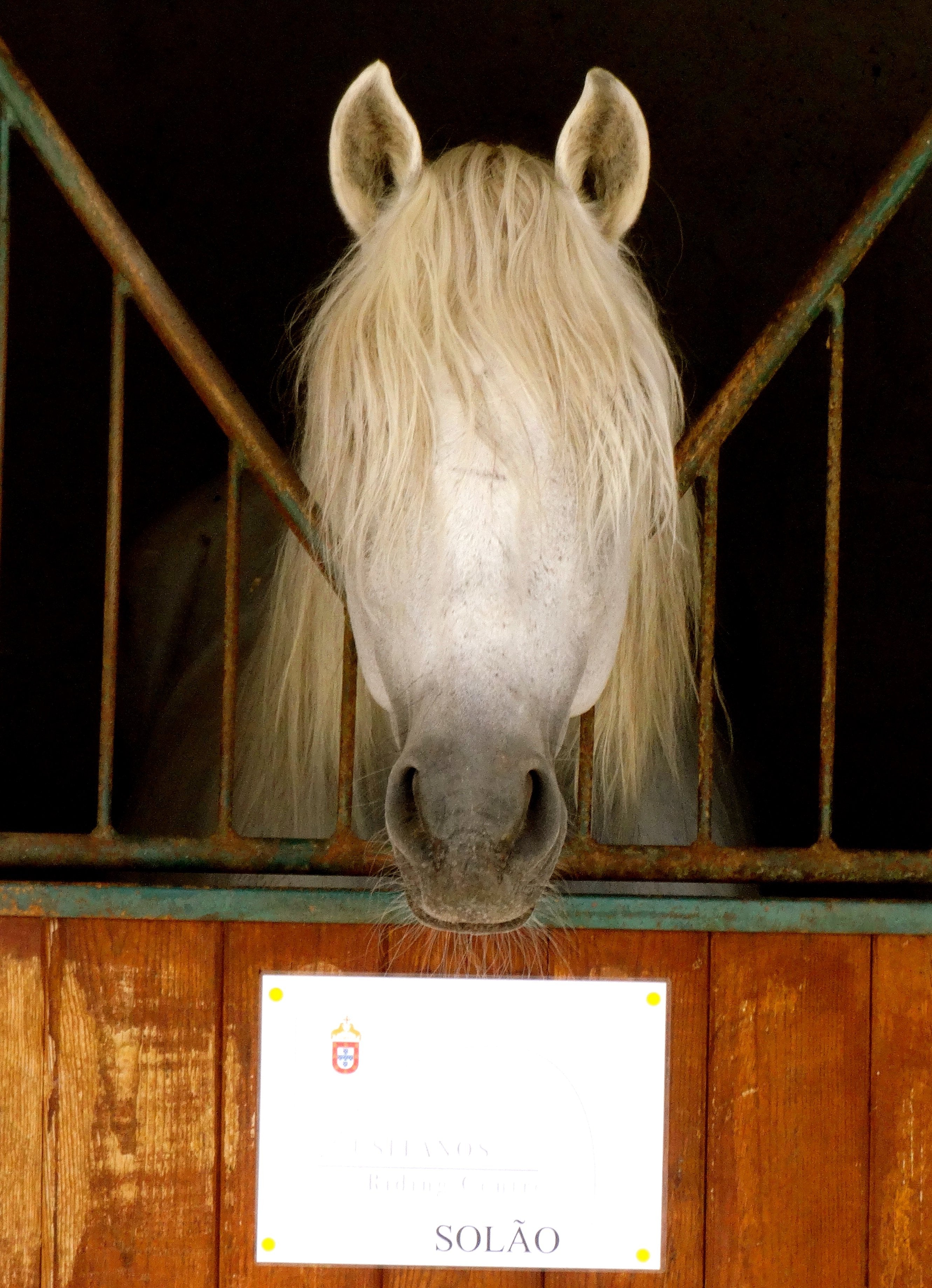 Lusitano Xperience - horseXperiences™ GO EQUESTRIAN