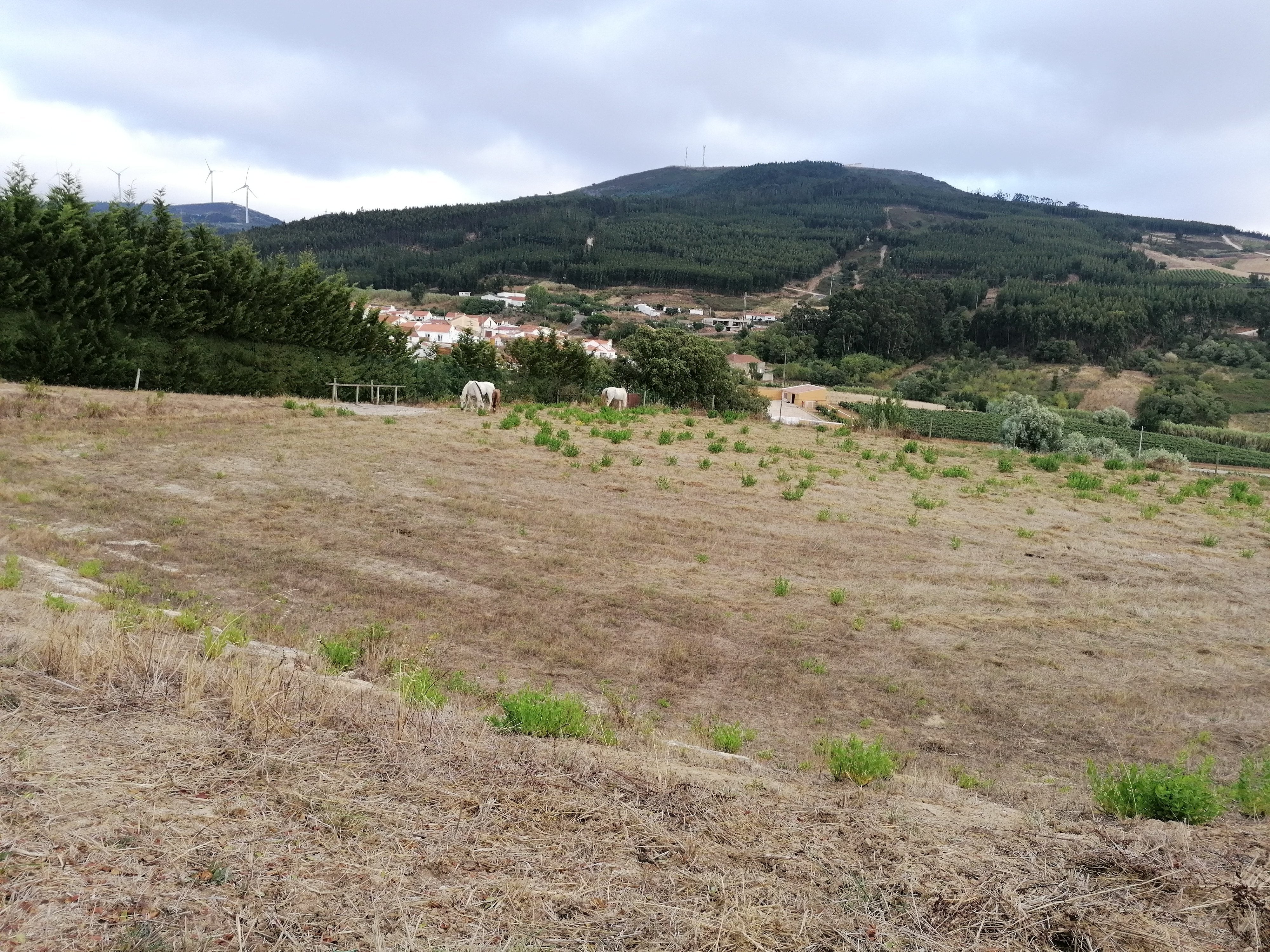 Lusitano Xperience - horseXperiences™ GO EQUESTRIAN