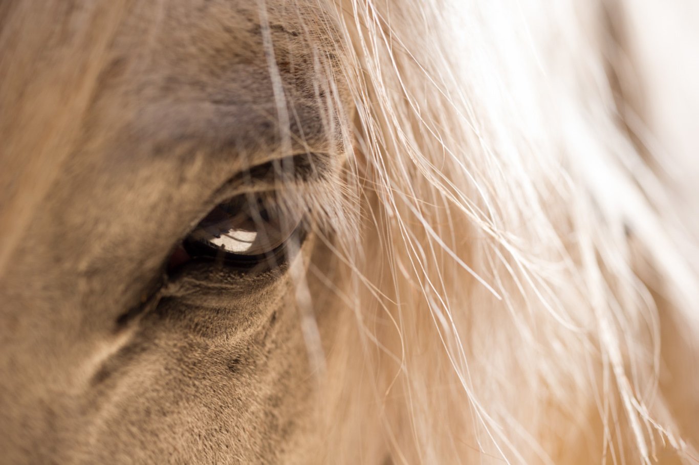 Lusitano Xperience - horseXperiences™ GO EQUESTRIAN