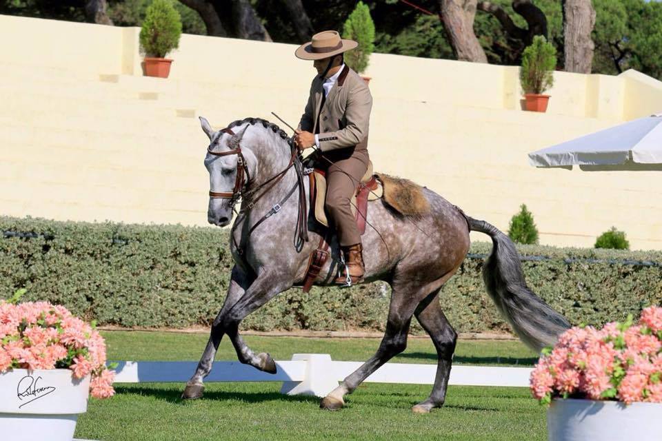Lusitano Xperience - horseXperiences™ GO EQUESTRIAN
