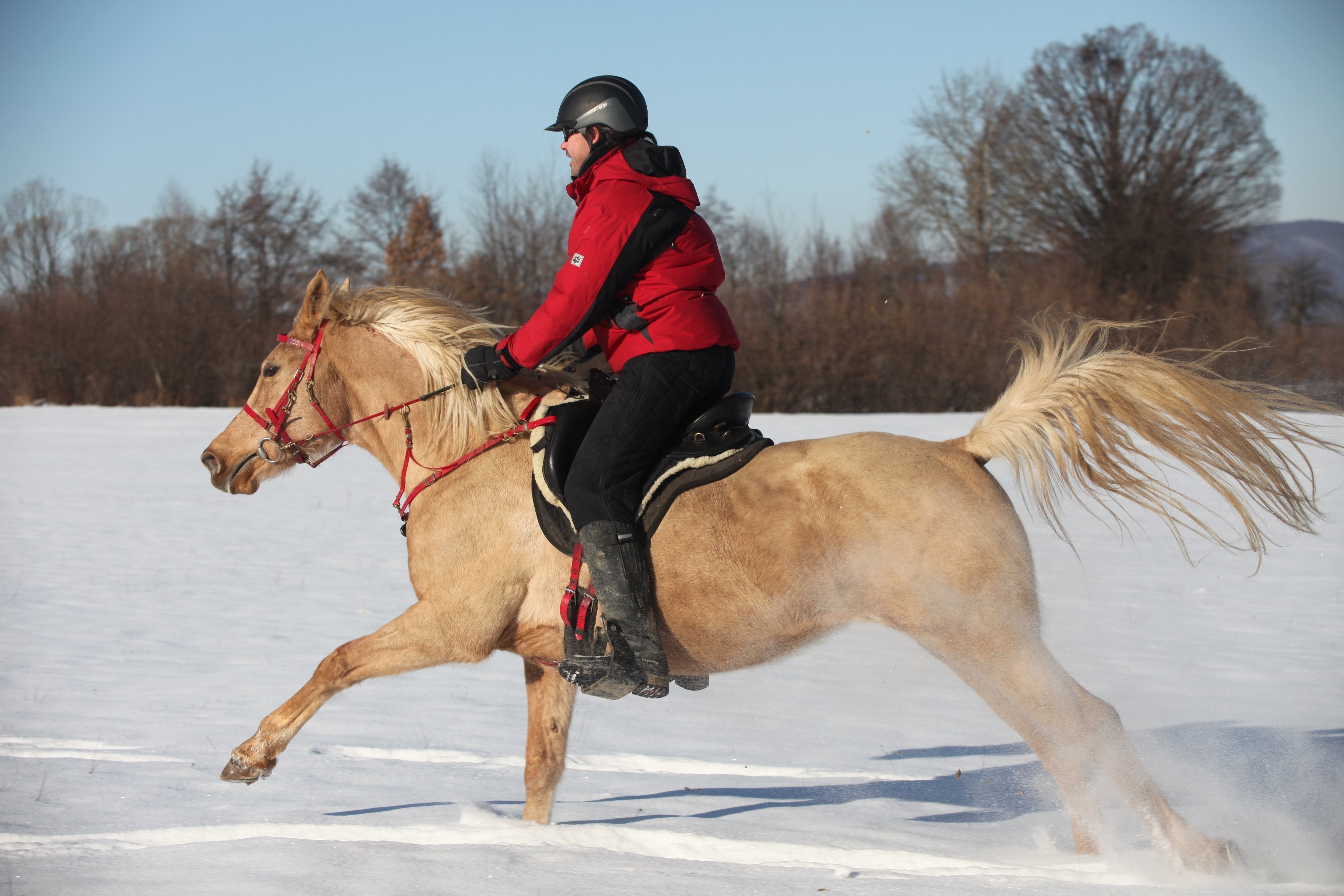 Transylvania Winter - horseXperiences™ GO EQUESTRIAN